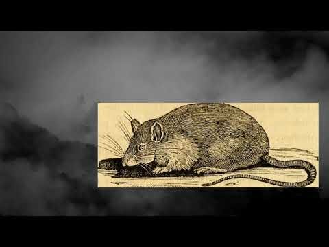 The Dark Secret of Hanoi's Hidden Rat Farms 😱@ dusty pages 