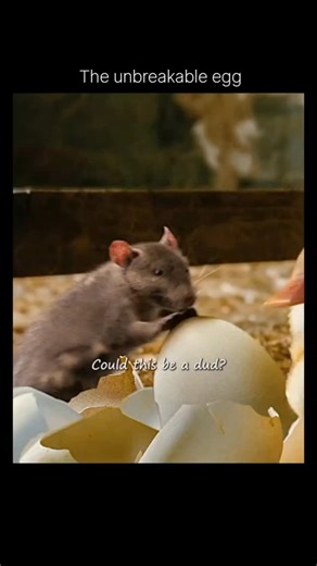 MEMES on Instagram: "🎬 Did you know? Charlotte’s Web was a combination of live-action and CGI, with Dakota Fanning providing the voice for Fern and Julia Roberts voicing Charlotte the spider. To make Charlotte’s movements realistic, the animators studied real spiders and even used motion-capture techniques to capture subtle gestures, giving her a surprisingly expressive and warm personality that could connect emotionally with the audience. Another interesting fact: the filmmakers went to great 