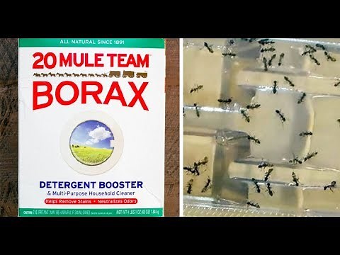 Use Borax And Get Rid Of Fleas, Roaches, Ants And Unwanted Pests From Home !