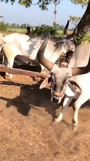 ox vidio#viralvideo #shorts #farminga #trending #youtubeshorts#comedy