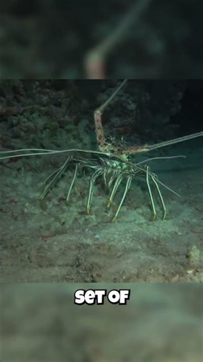 How This Clawless Lobster Crushes Solid Shells! (Wait For It)