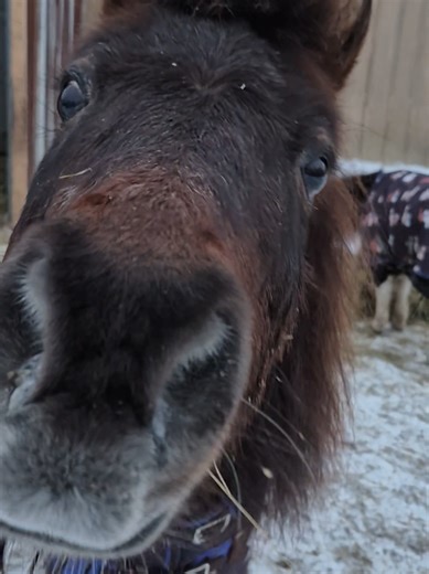 Meet Our New Mini Horse in the Herd!
