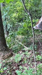 5.5M views · 16K reactions | Real Logger machine 漢蝹 . . . . #tigercatmachines #tigercatforestry #forestry #logging #heavyequipment #forestryequipment #timberharvest #skidder #bogie #bogieskidder #cosechaforestal #equiposforestales #maquinasforestales #maquinariaforestal #operacionforestal #colheitaflorestal | Peake Warren | Facebook