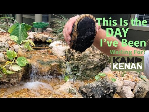 Chinese Box Turtles NEW HOME by the POND!