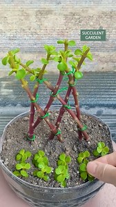 3.1M views · 30K reactions | Beautiful ideas for your succulent garden 華 #succulents #suculentas | Succulents | Facebook