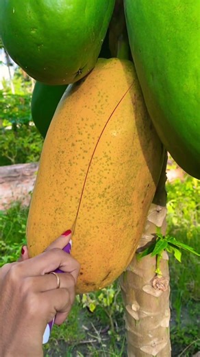 Pepaya Matang Pohon #pepayacalifornia