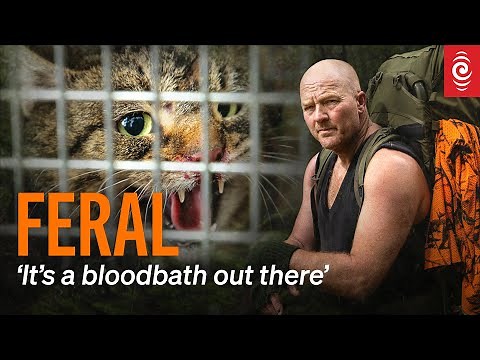 'Utter killing machines': Fiordland's feral cat crisis | RNZ