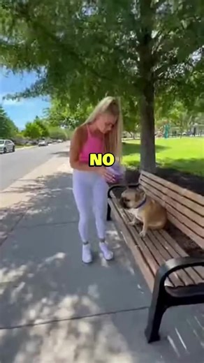 Animal Rescue: Saving a Dog from Harmful Situation