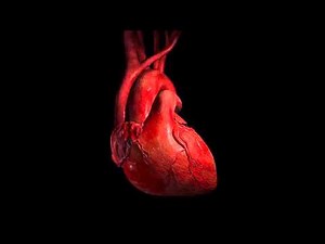 My Third Heart Sound S3 Gallop