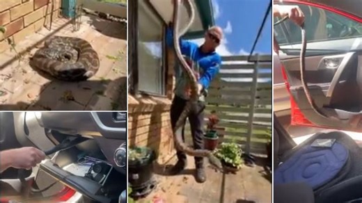 WATCH: Snake catcher blown away by size of python