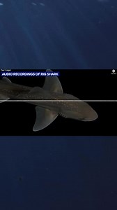 7.2K views · 202 reactions | Are sharks silent predators…or underwater chatterboxes? 麗 #WHOI researchers have captured the first-ever recorded shark sound! New research shows rig sharks make unique clicking sounds, likely as a behavioral response to stress. Learn more about the unexpected discovery: go.whoi.edu/abc-sharks | Woods Hole Oceanographic Institution (WHOI) | Facebook
