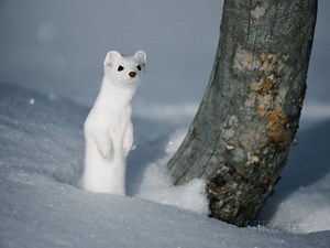 Long Tailed Weasel Facts | Anatomy, Diet, Habitat, Behavior - Animals Time