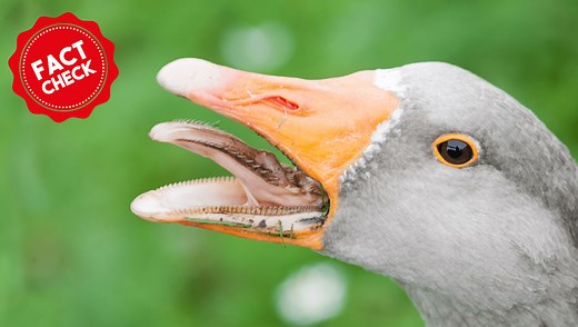 Fact Check: Do Geese Have Teeth? Here’s What “Geese Teeth” Really Are