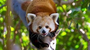10K views · 651 reactions | From Loro Parque, we want to share the emotional inauguration of the amazing Aviaries of South America, as well as the new home of our adorable Red Panda couple. We have prepared a short video of this very special day. | Loro Parque | Facebook