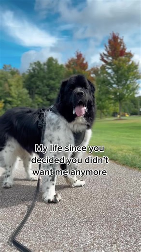 Rescued Newfoundland Dog's Journey to a Loving Home