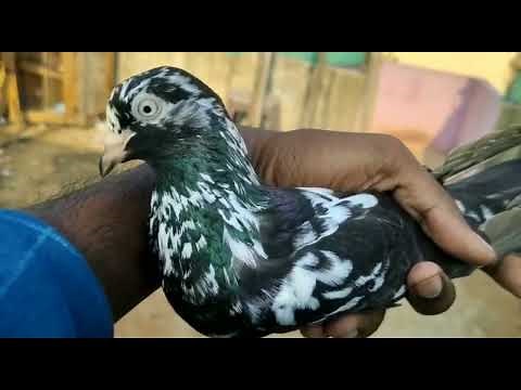 Roller pigeon for sale