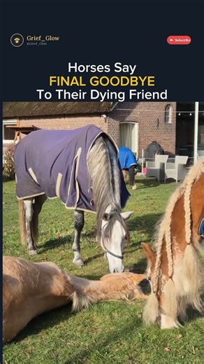 Horses Say Final GoodbyeTo Their Dying Friend 💔🐴😭