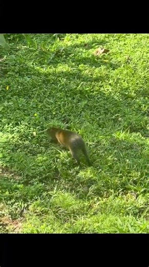 Agouti Foraging, Mindo, Ecuador, Responsible Travel South America from Maria E. 🇪🇨