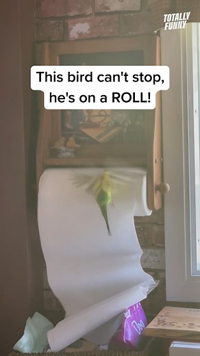 17K views · 53 reactions | When the treadmill's taken, just use the paper towel roll! 藍 #totallyfunny #birds #reels | Totally Funny Animals | Facebook