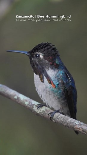 Conozca al zunzuncito (bee hummingbird), el ave más pequeña 🤏 del mundo. El colibrí abeja, que sólo🥰 | Colibríes lindos