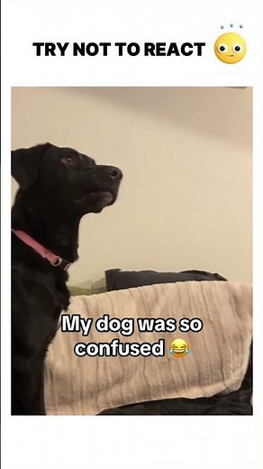 Confused Dogs Compilation 😂🐶