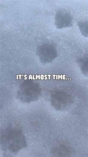 The Winter Reading Program ends in a week! Make sure to log all of your time spent reading while it counts, before Friday, February 20. Rewards will remain available for pick up one week later on Friday, February 27, so be sure to pickup those hard-earned rewards! Thank you to all of you who participated in our Winter Reading Program this year. Now it's time to get excited about our Summer Reading Program beginning on Saturday, June 6! Can you guess the theme? 🦕 #WestBloomLib #WestBloomfield #L