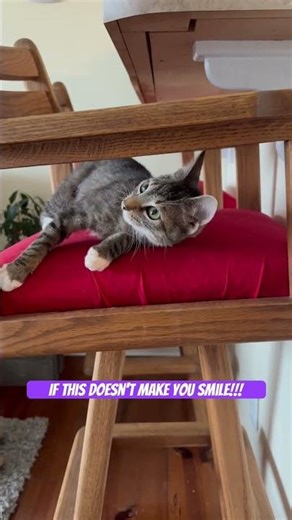 Kitten done gone wild. #kitty #funny #rescue #catshorts #kitten #yourpet #kittenlove