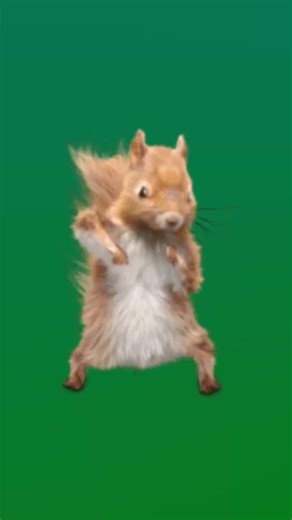 Dancing squirrel #shorts