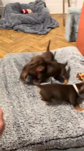 Playtime this morning #sausagedogpuppy #dachshund #hotdog #weiners #mansbestfriend🐶 | Nicola Wright