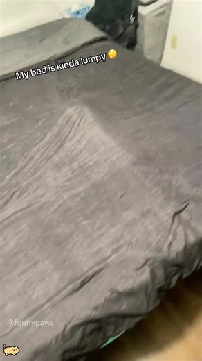 Unbelievable Cat Hiding Skills You Must See