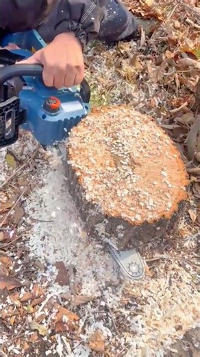 Safely Cutting a Thick Fallen Tree Trunk into Manageable Sections with a Portable Chainsaw