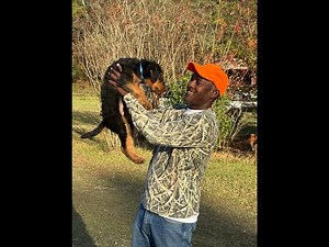 Why I chose an Airedale Terrier over other dog breeds #airedaleterrier #huntingdog #dogvideos