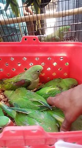 175K views · 753 reactions | Raw parrots babies #parrots #babies #raw #chicks | budgies Parrots Bajri | Facebook