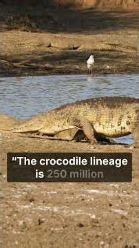The Crocodile Secret #Crocodile #WildlifeDocumentary #EchoesOfTheWild #AnimalBehavior #nature