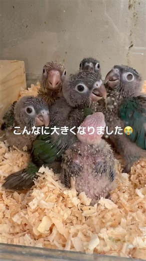 [True Story] My conure is getting even cuter now that it's 30 days old #conure #life with a parro...