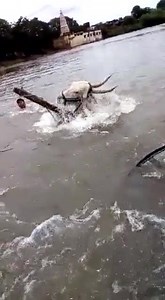 ಗೋಕಾಕ್ ನಲ್ಲಿ ಸಂಭವಿಸಿದ ಜಲಪ್ರಳಯದಲ್ಲಿ ಅಸಹಾಯಕ ಸ್ಥಿತಿಯಲ್ಲಿ ಪ್ರಾಣ ಬಿಟ್ಟ ಈ ಬಸವನ ಆತ್ಮಕ್ಕೆ ಶಾಂತಿ ಸಿಗಲಿ .... | Hori Habba The Racing bulls