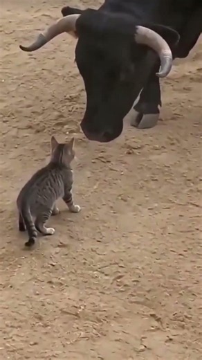 Cow V/s Cat