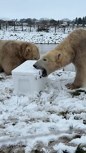 174K views · 2.7K reactions | Yeti box and snowy days, it doesn’t get better than that ❄️! The snow is gone for now, but we’re already counting down until it returns! Stay tuned for part 2! ‍❄️❤️ #polarbear #cuteanimals #animallovers #conservation | Peak Wildlife Park | Facebook