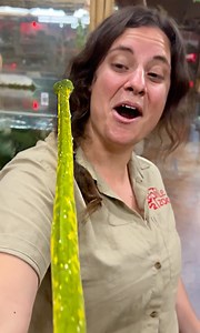 29K views · 1.2K reactions | Wanted to show off this beautiful Green...