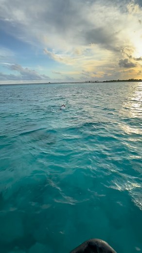 Gliding in the Maldives 🏊‍♂️ | Adam 'Ocean' Walker