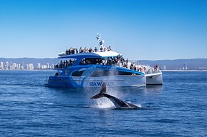 Whale Watching Gold Coast Tickets | Sea World Cruises