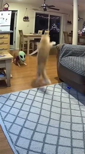 Scared cats #shorts #funnypets #funny #cutespets #petvideos #dog #short #funnydogs #dogs