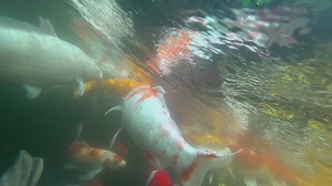 Koi fish swimming in the pond - Free Stock Video