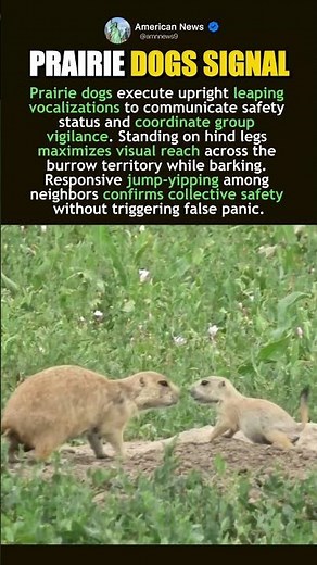 PRAIRIE DOG JUMP YIP BEHAVIOR