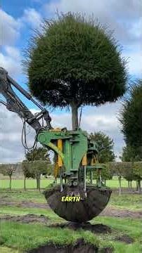 Tree transplanting machine that does not damage roots