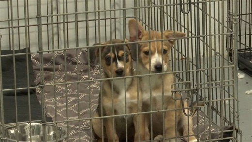 THHS pet food pantry making a difference