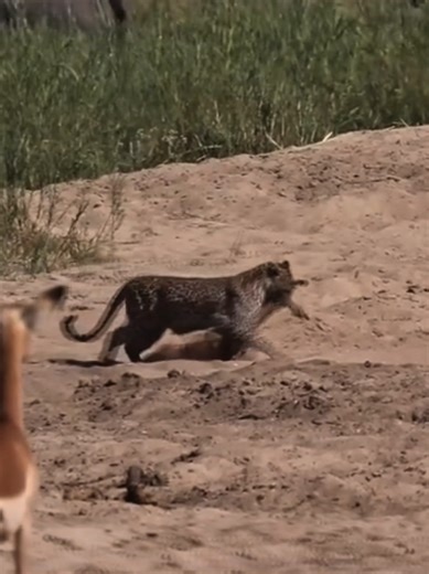 Fear Ecology Explained: How Predator Pressure Controls the Entire Savannah (Must Watch) #Wildlife #AnimalBehavior #FearEcology #NatureDocumentary #Savanna