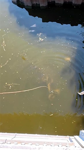 Impossible treasure to recover #treasurehunt #magnetfishing #magnetfishingfinds | Let's Get Magnetic