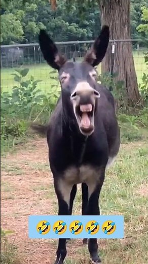 Funny Donkey Laughing | Donkey Animal Cute and Hilarious Sound #shorts