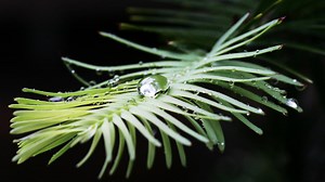 Australian scientists’ secret crop saves rare and critically endangered Wollemi pine from extinction
